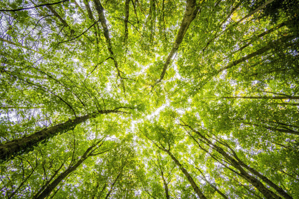 Carbon Reporting